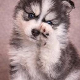 Girl 1 - Black and white female Pomsky puppy in Amarillo, Texas from Pom Pom Pomskies