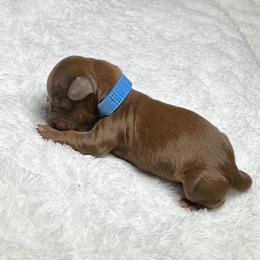 Turquoise Collar - Chocolate and tan male Dachshund puppy in Paradise, Texas from Cap Ranch Miniature Dachshunds