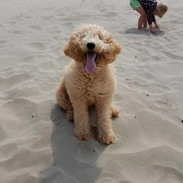 Goldendoodles from Goldenvalley Doodles