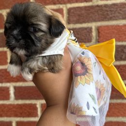 Shih Tzu Puppies from Diamond Paws LLC