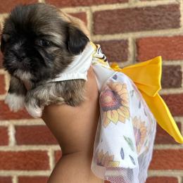 Shih Tzu Puppies from Diamond Paws LLC