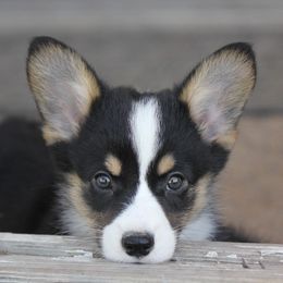 American Corgi, French Bulldog, and Pembroke Welsh Corgi Puppies from Moonstone Corgis & Frenchies