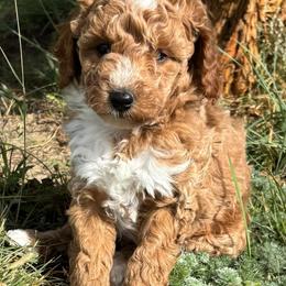Teddy - Cream male Poodle puppy in Lance Creek, Wyoming from CK Poodles LLC