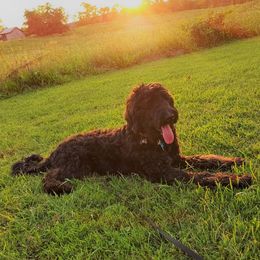 Willie G - Bernedoodle