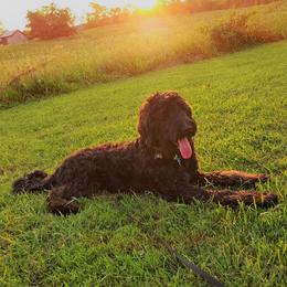 Willie G - Bernedoodle