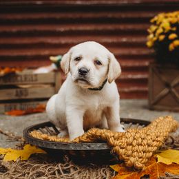 Labrador Retriever Puppies from Prince Labradors
