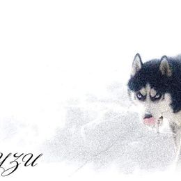 Siberian Husky Puppies from Xk siberians