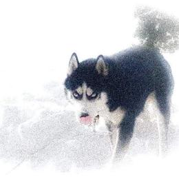 Siberian Husky Puppies from Xk siberians