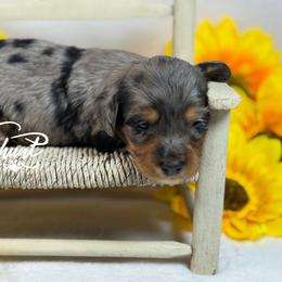 SILKY GIRL 3200 - Dapple female Dachshund puppy in Nashville, Arkansas from Whisenhunt Farms