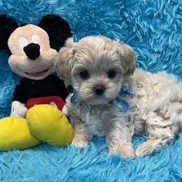 Maltipoo puppies from Knight Pups
