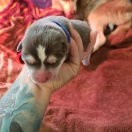 Pomsky Puppies from Bluebonnet Pomskies