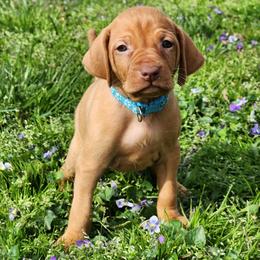 Dragon 5 - Golden rust female Vizsla puppy in Kentucky from Willow Ridge Kennel