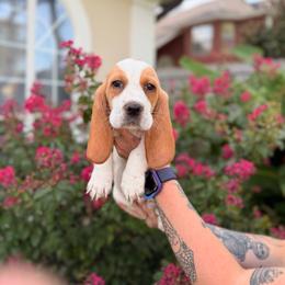 George-yellow - Lemon and white male Basset Hound puppy in Gulf Breeze, Florida from Breeze Basset Hounds