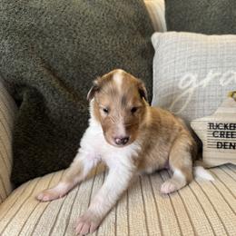 Denim - Sable merle and white female Collie puppy in Charleston, West Virginia from Tucker Creek Collies