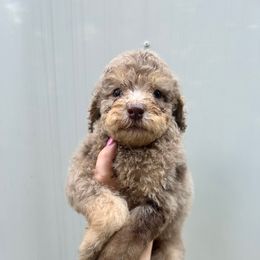 Biggie - Cream male Poodle puppy in Titus, Alabama from Paws & Kisses