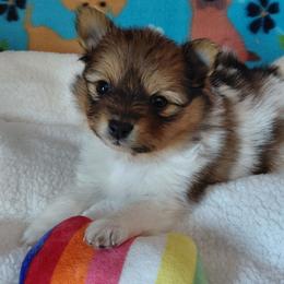 Minlee - Black and tan parti female Pomeranian puppy in Linwood, North Carolina from MJ's Pomeranians