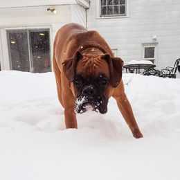 Ares Bean - Boxer