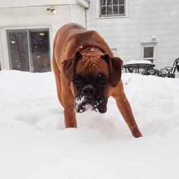 Ares Bean - Boxer