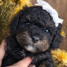 Light Purple Girl - Phantom female Bernedoodle puppy in Vernon, Texas from Sugarland's Texas Goldendoodles
