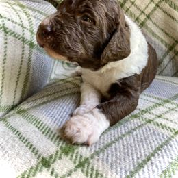 Labradoodle Puppies from Pisgah Creek Doodles