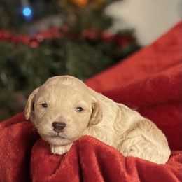 Blue Collar - Apricot male Poodle puppy in Macon, Georgia from Mystic Mini Poodles