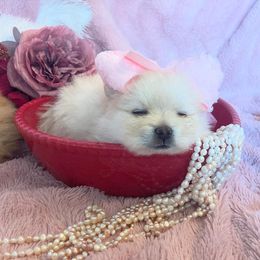 Pomeranian Puppies from Floki & Fibi Pomeranians