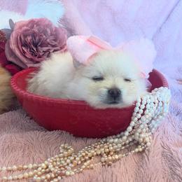 Pomeranian Puppies from Floki & Fibi Pomeranians