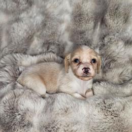 Boy 1 - Piebald male Dachshund puppy in Rancho Cucamonga, California from Pretty Little Dachshunds
