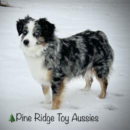 Juniper - Toy Australian Shepherd