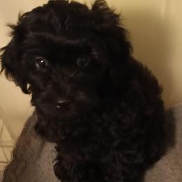 Peter - Black male Cavapoo puppy in East Providence, Rhode Island from Marta's Cavaliers