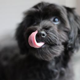 Jhett - Black male Havapoo puppy in Eagle Mountain, Utah from Lady Paws Puppies