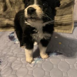 Boy 1 - Black & white male Australian Shepherd puppy in Rose Hill, North Carolina from Motega Australian Shepherds
