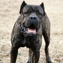 Jinx - Black brindle female Cane Corso puppy in Chestertown, Maryland from Willow Creek Cane Corsos