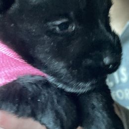 Scottish Terrier Puppies from Carnes Croft Scotties