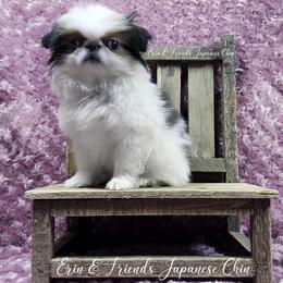 Ligeia - Sable and white female Japanese Chin puppy in Johnson City, Tennessee from Erin & Friends Japanese Chin