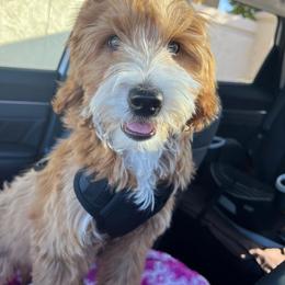 Goldendoodle All Grown Up from Goldendoodle AZ