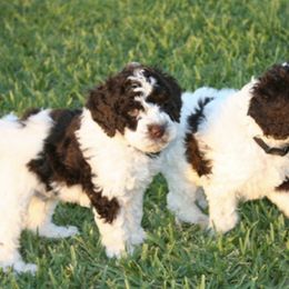 Australian Labradoodle Puppies from Leslie Kalwara