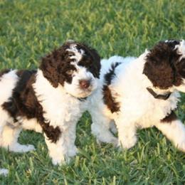 Australian Labradoodle Puppies from Leslie Kalwara