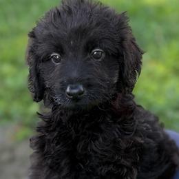 Ollie - Black male Goldendoodle puppy in Centralia, Missouri from Oodles Of Doodles Mo.