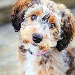 Aussiedoodle puppies from Aussies Acre