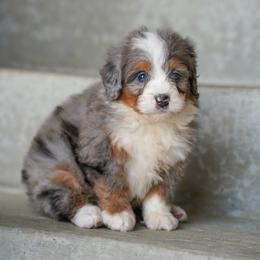 Trucker - Merle male Bernedoodle puppy in Dundee, Ohio from Down Home Doodle