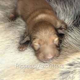 Ryan - Chocolate male Dachshund puppy in Canton, Ohio from Rissas CrAz Critters
