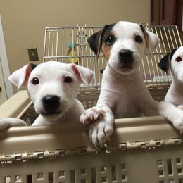 Jack Russell Terrier Puppies from Ground Force Jack Russell Terriers