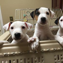 Jack Russell Terrier Puppies from Ground Force Jack Russell Terriers