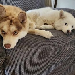 Pomskies from Yuna's Pomsky