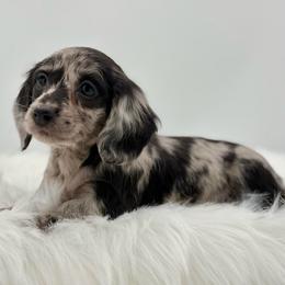 Trixie - Dapple female Dachshund puppy in Litchfield, Illinois from Charmm Dachshunds