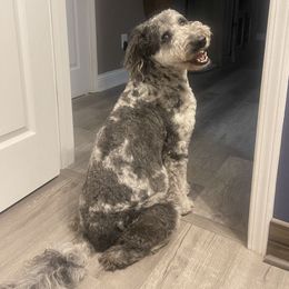 Dori - Aussiedoodle