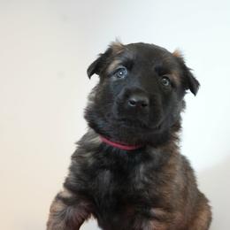 Danaerys - Fawn female Belgian Malinois puppy in Baltimore, Maryland from Abenteurer German Shepherds & Belgian Malinois