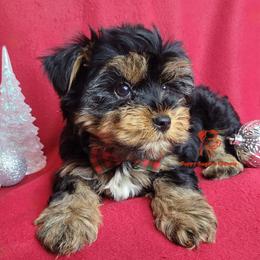Comet - Black and tan male Yorkshire Terrier puppy in Fairhope, Alabama from Puppy Sugars Kennels
