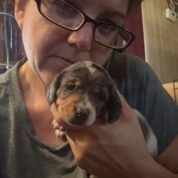 Dachshund Puppies from Alicia's mini dachshund